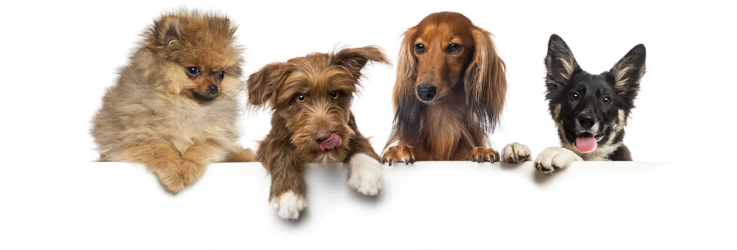 group of dogs pets leaning on a white empty board sjcafh5