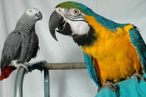 Bird