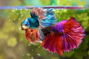 Betta Fish (Siamese Fighting Fish)