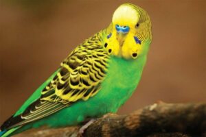 Budgerigar (Budgie/Parakeet)