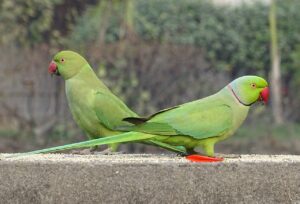 Indian Ringneck Parakeet