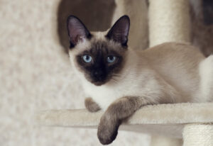 Siamese Cat
