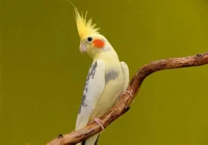 Cockatiel 