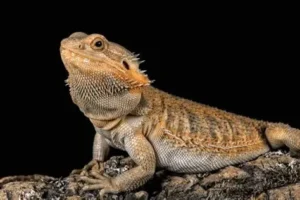 Bearded Dragon (Exotic)