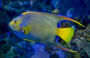 Angelfish