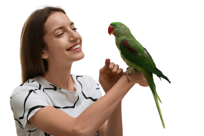 best pet birds for home beginners