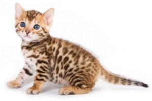 Bengal Cat