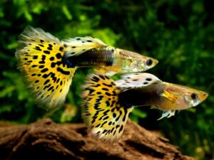 Guppy 