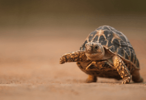 Indian Star Tortoise