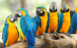 Macaw 